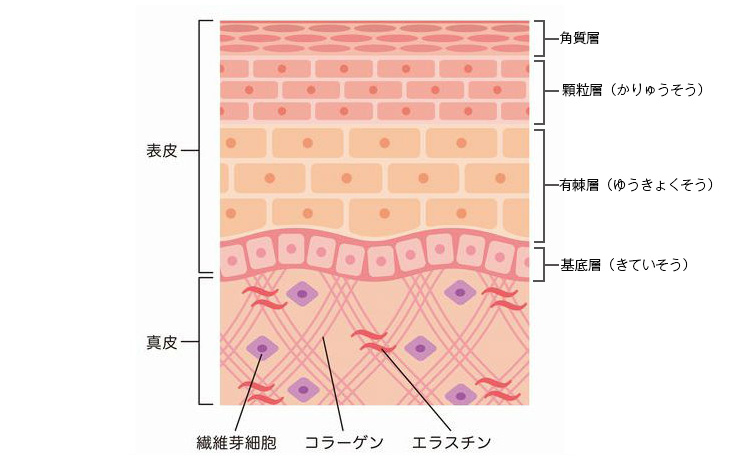 皮膚の構造