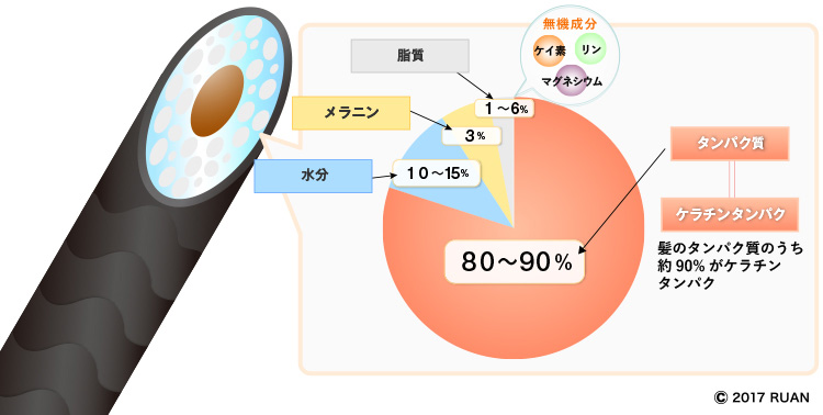 髪は何でできている 髪の毛の成分と毛根の仕組み 薄毛 抜け毛研究所