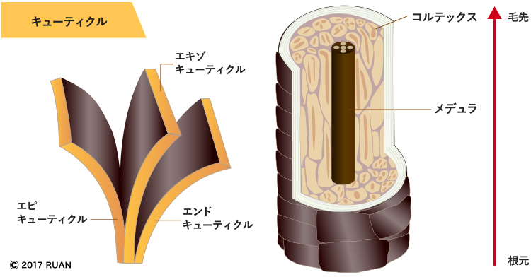 キューティクルの構造