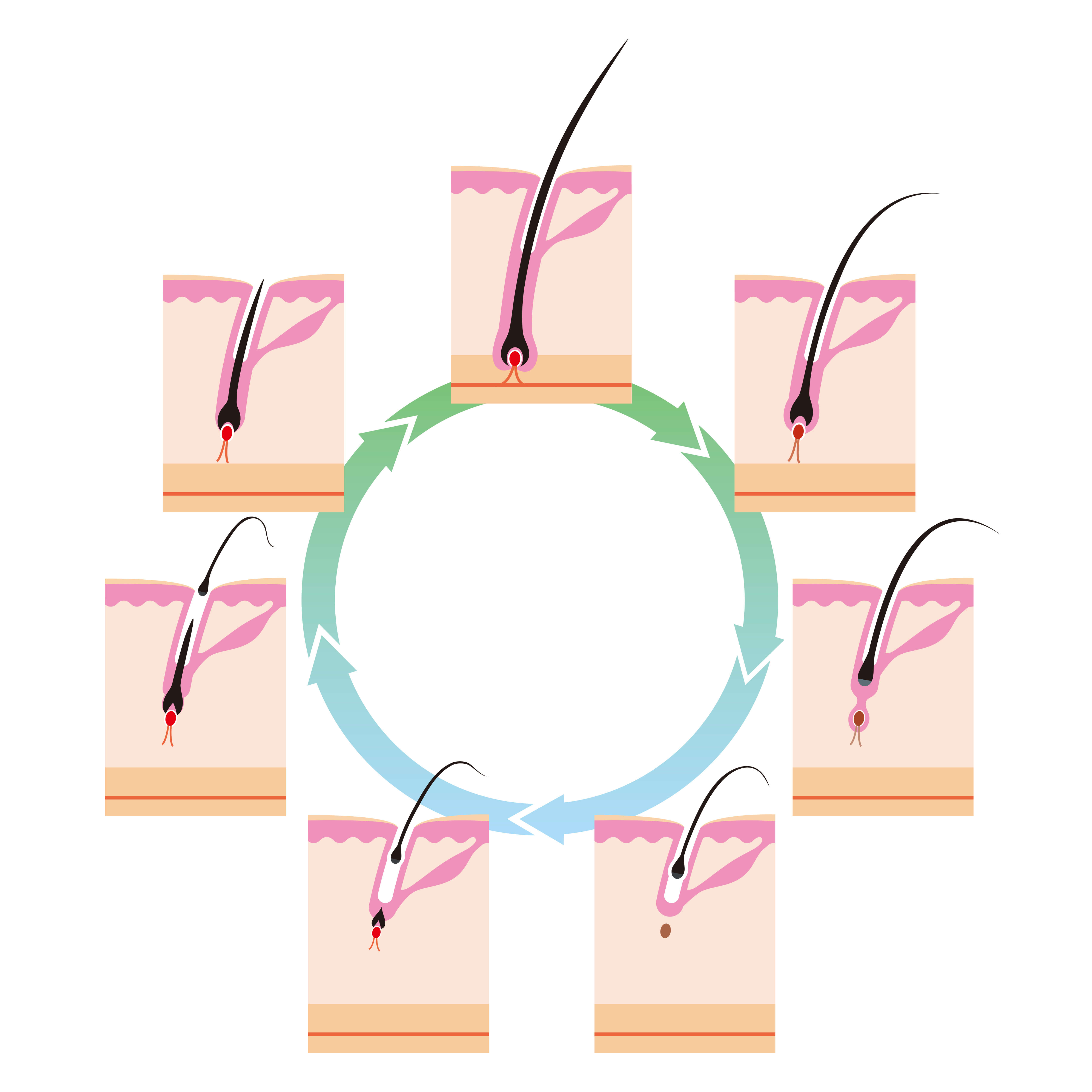髪の毛の毛周期とは 毛が生える仕組みと髪が抜けるまでのメカニズム 薄毛 抜け毛研究所