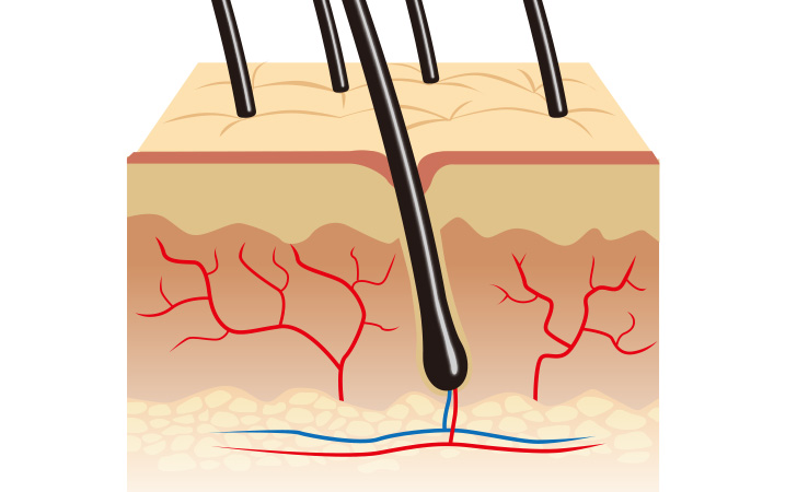 頭皮の血行