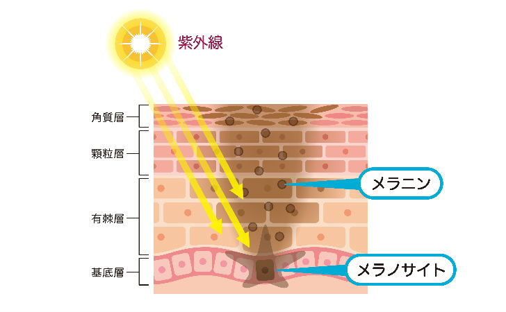 頭皮のメラニン色素の役割