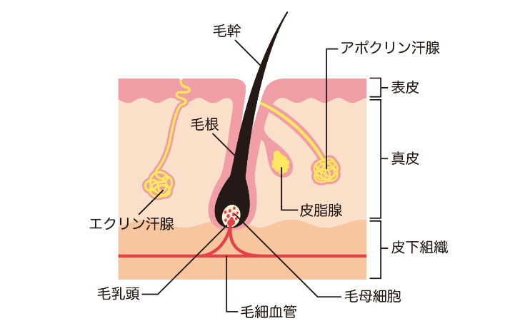 頭皮毛根断面図