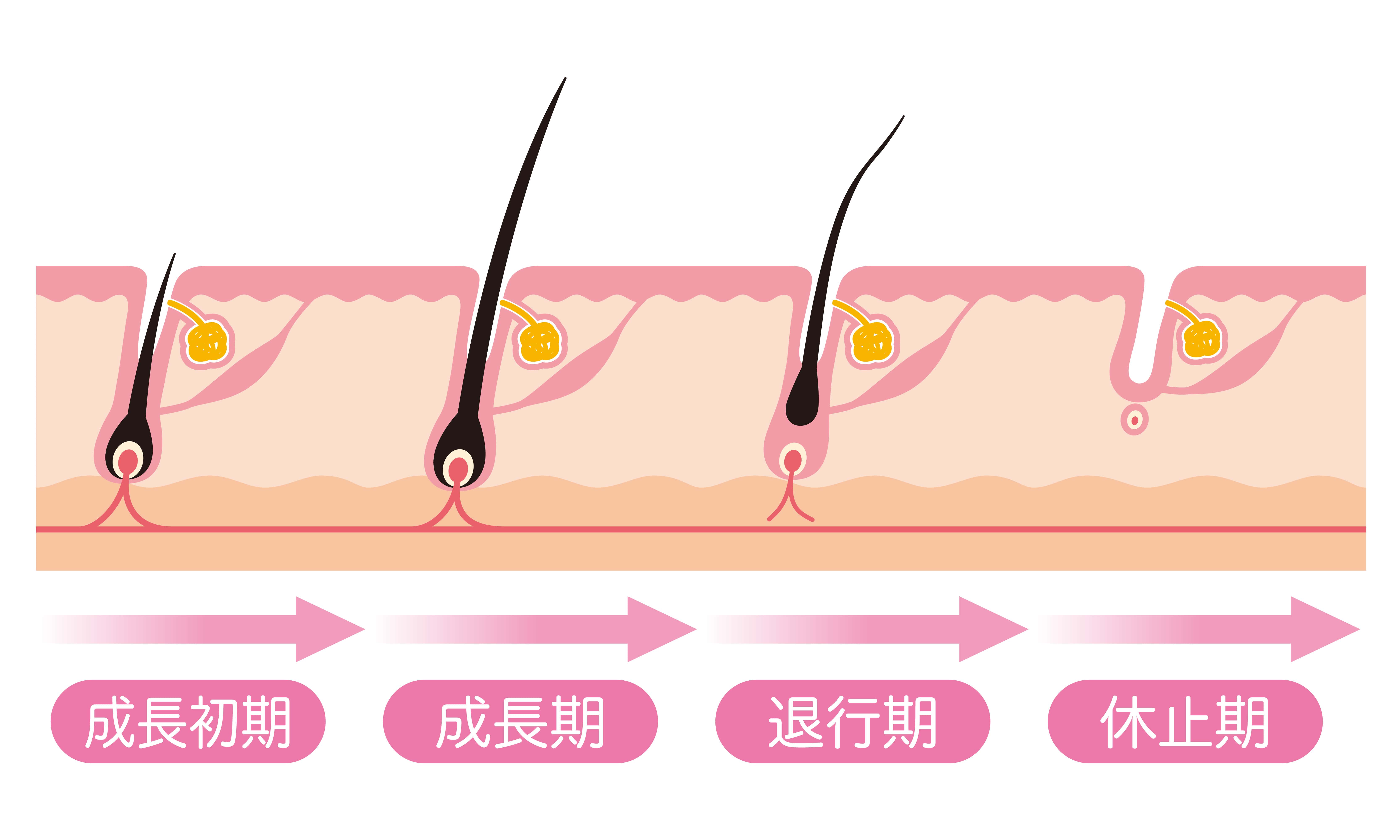 抜け毛や白髪はなぜ起こる 髪の毛が生える仕組みや毛周期について 薄毛 抜け毛研究所