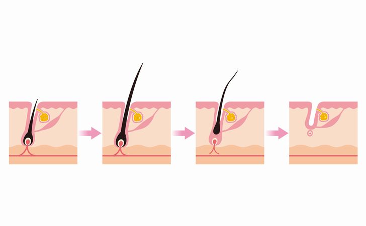 ヘアサイクルを毛穴で表している図面