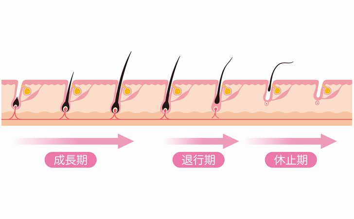 髪の毛のサイクル表