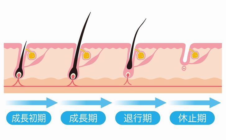 髪の毛のサイクル