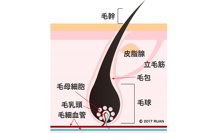 毛根の仕組み