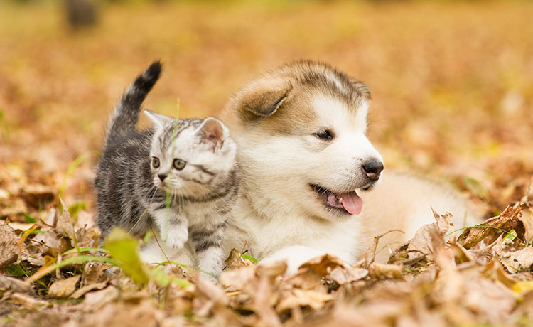 秋に抜け毛が増える 犬や猫などの動物から学ぶ脱毛対策とは 薄毛 抜け毛研究所